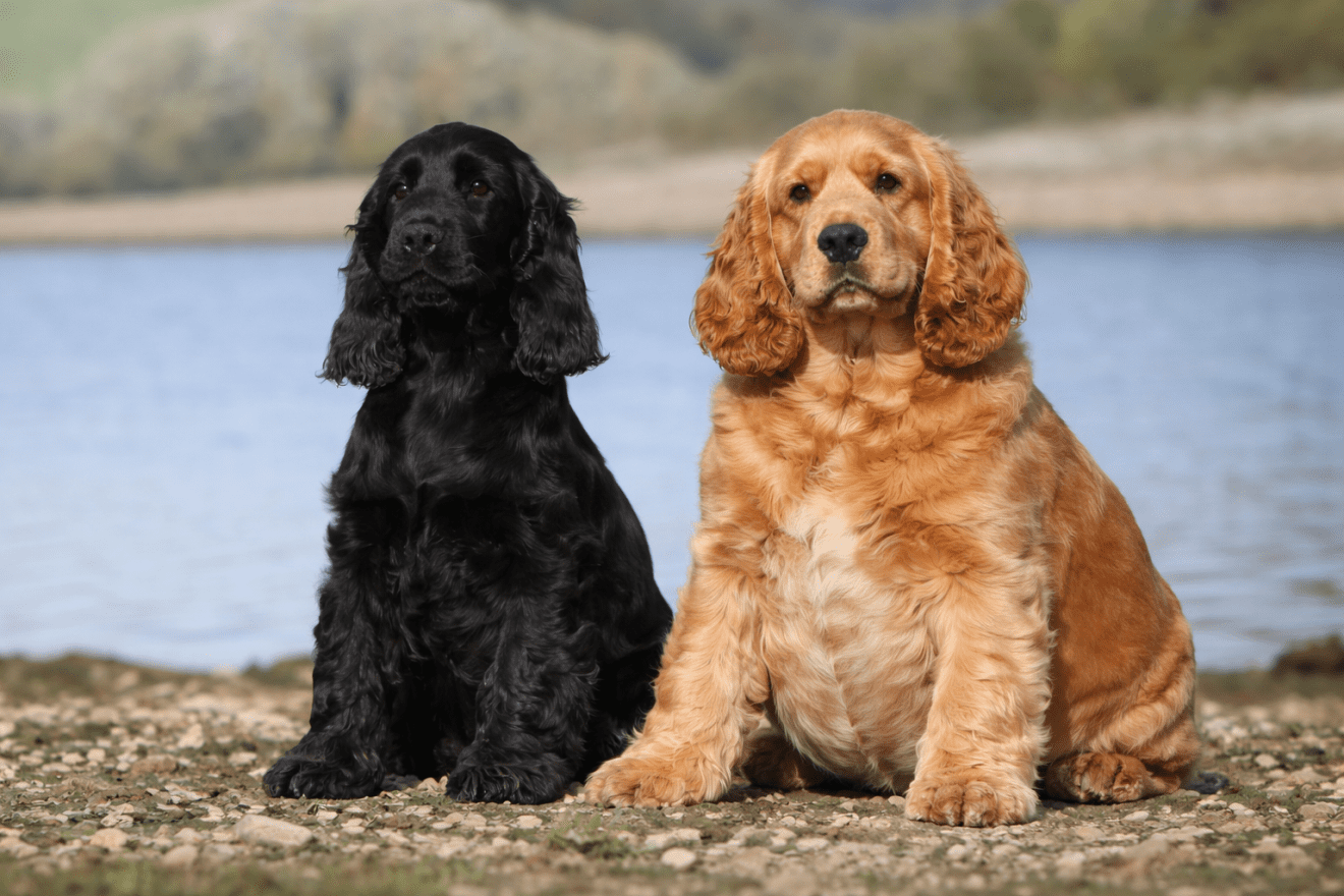 Poids idéal du Cocker : chiot, adulte, mâle ou femelle - Coeurdecocker