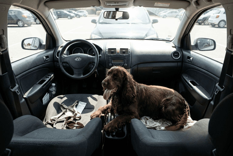 cocker en voiture chaleur été — danger et précautions à connaître