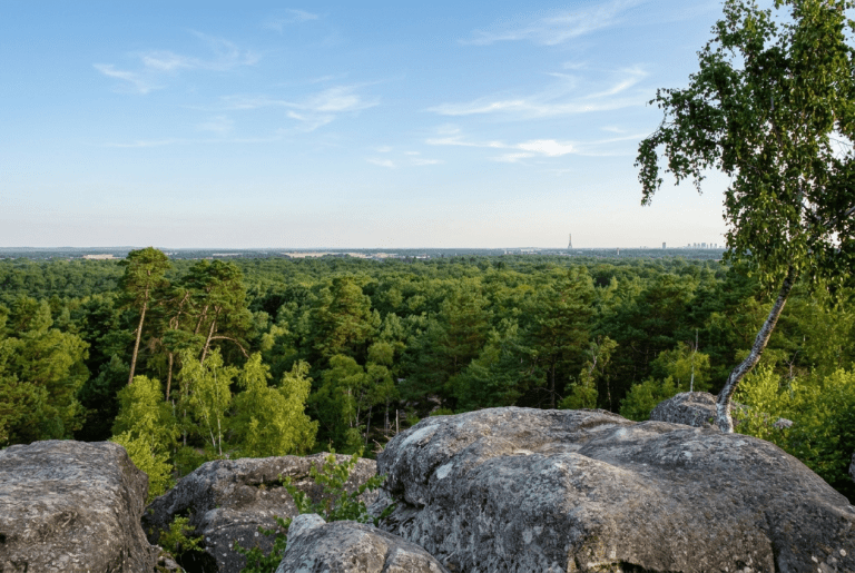 balade cocker à Fontainebleau