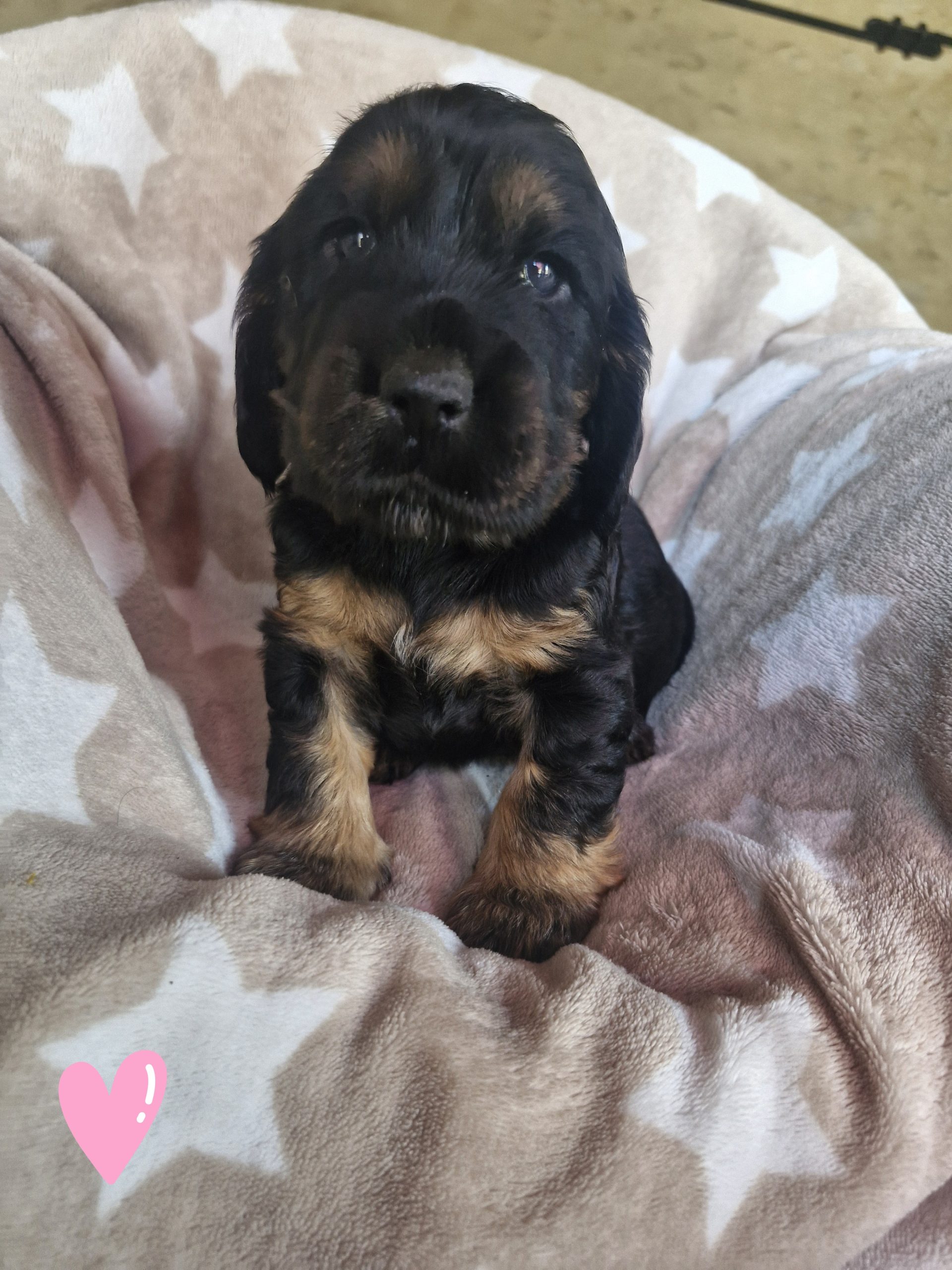 Baloo, Cocker Anglais en Gironde
