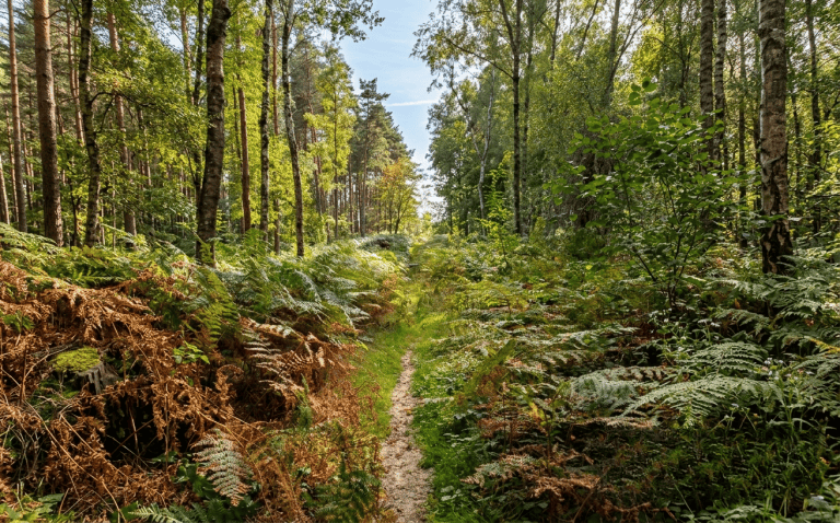 Cocker Spaniel en balade en Forêt de Rambouillet – sentiers boisés et étangs en Yvelines (78)