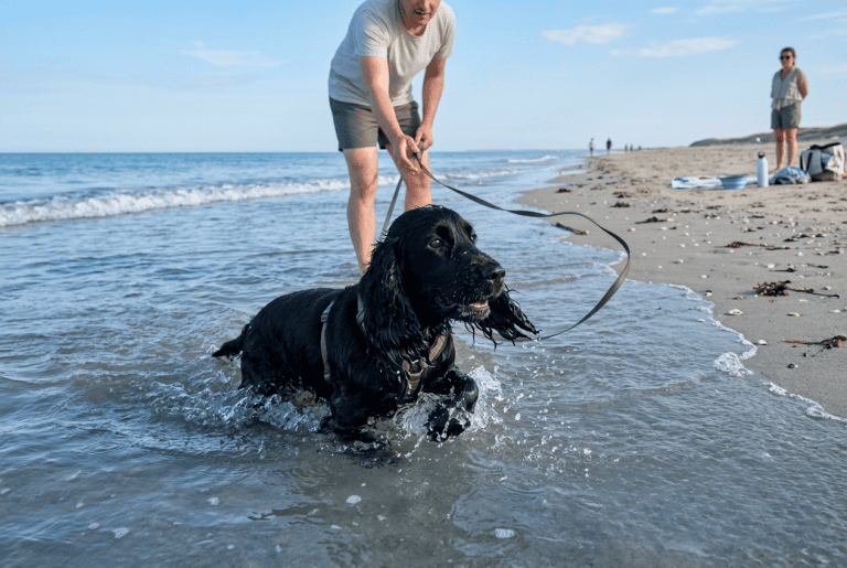 cocker à la plage qui nage dans la mer en été