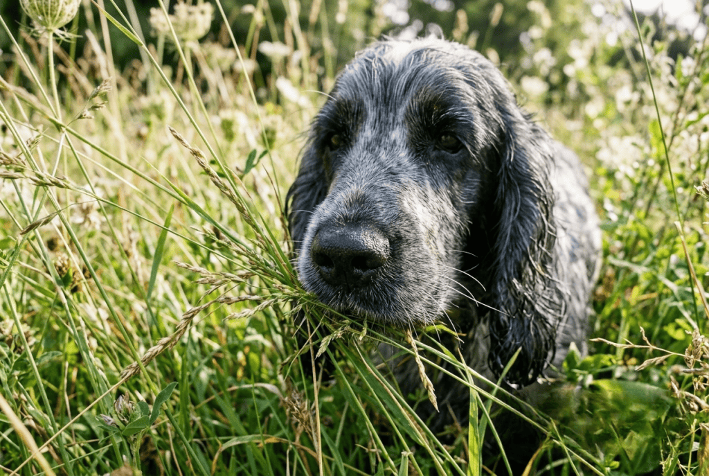 Truffe de Cocker en pleine activité de reniflement en extérieur
