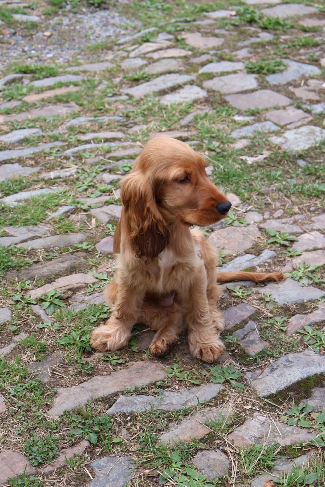 Juliette — Loki le Cocker Spaniel