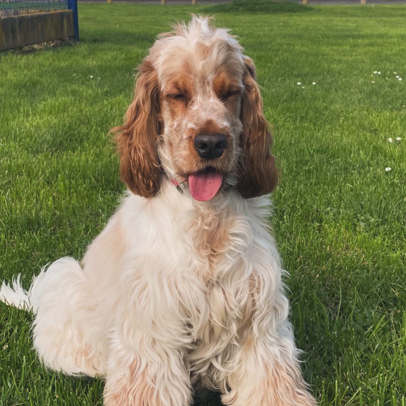 Morgan — Uno le Cocker Spaniel