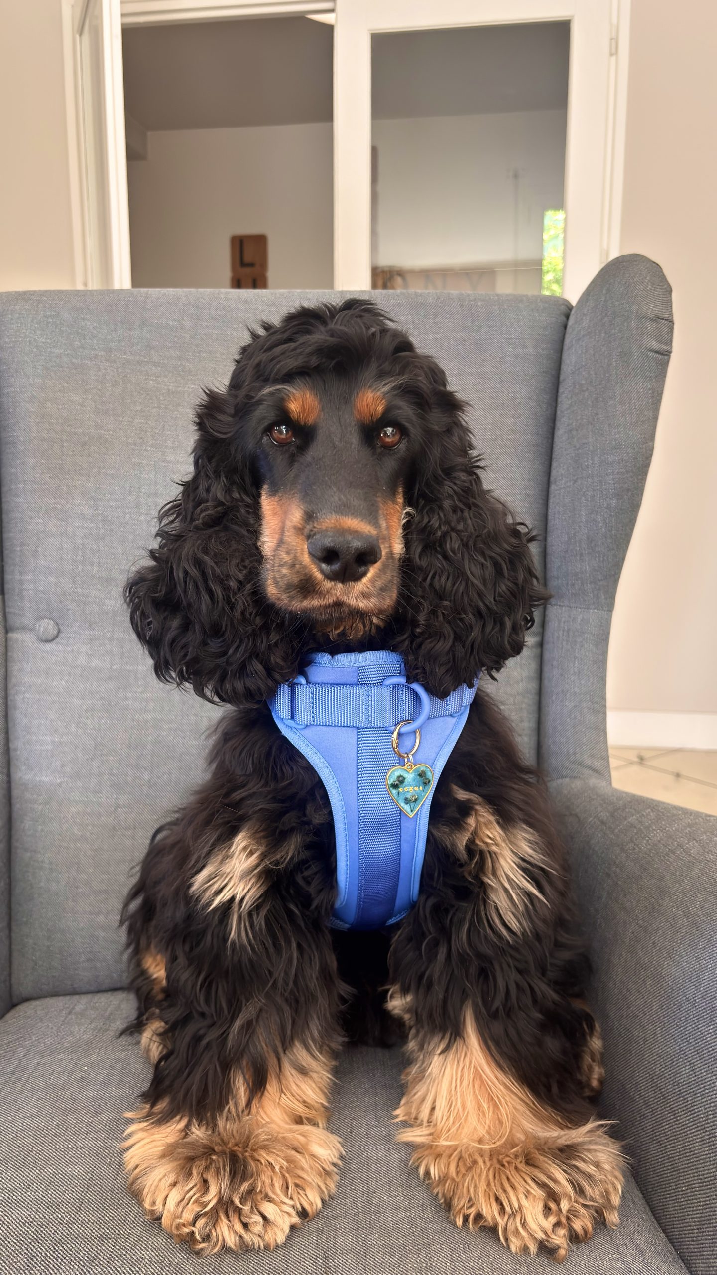 Victoire — Vegas le Cocker Spaniel