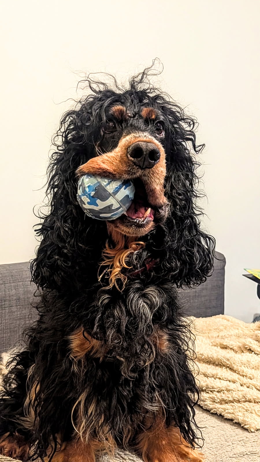 marina — Hélios le Cocker Spaniel