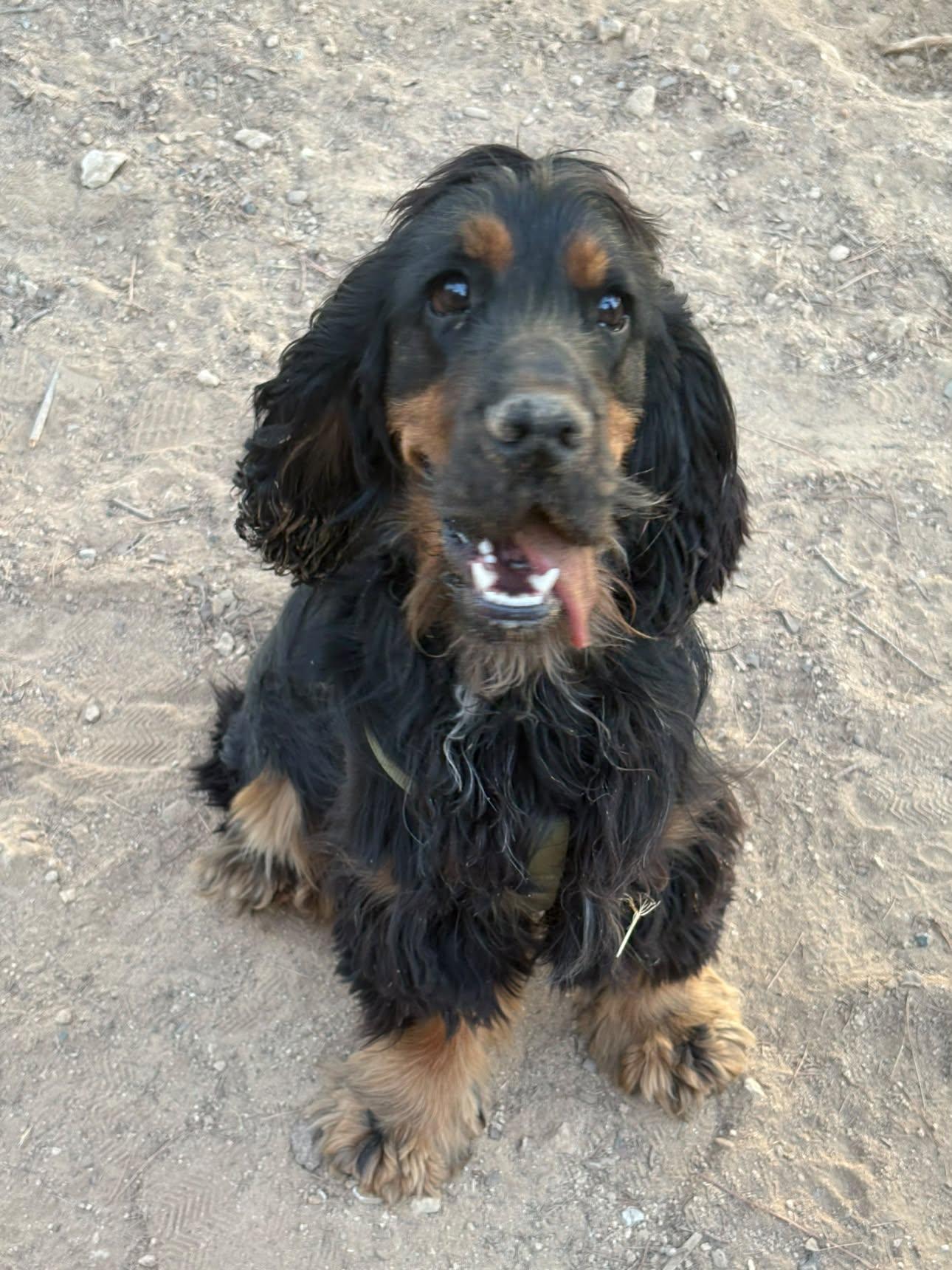 Elsa — Végéta le Cocker Spaniel